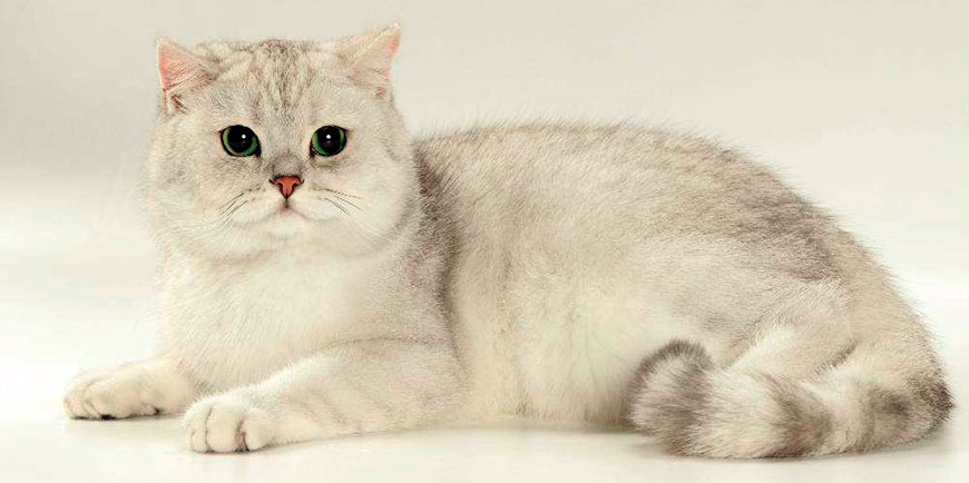 British_shorthair_cat_9