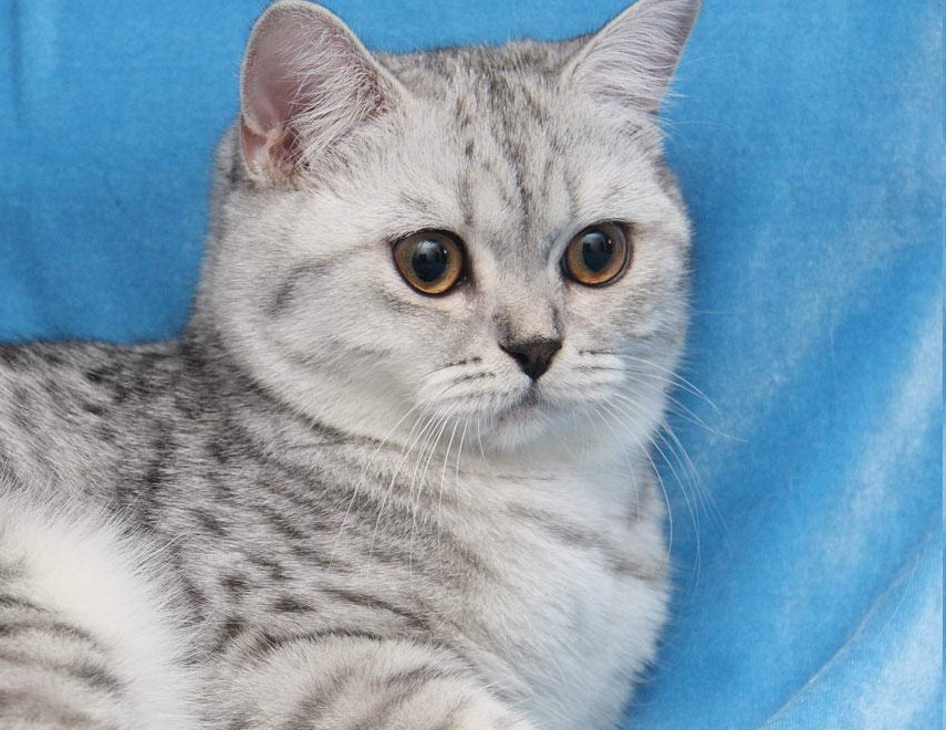 britancat