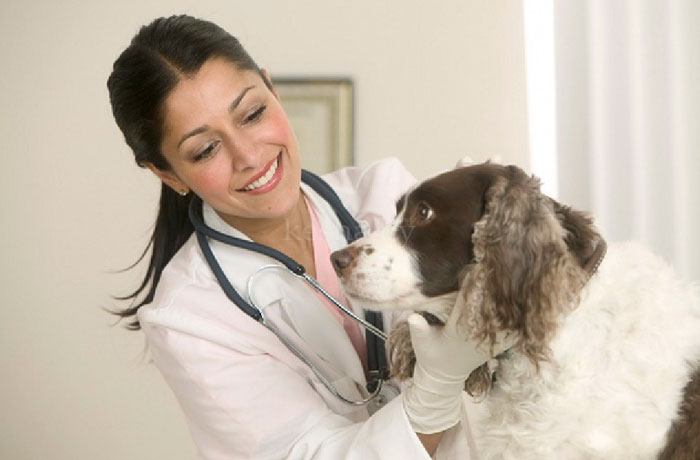 veterinarnaya-klinika-v-breste-adresa-i-telefony-1