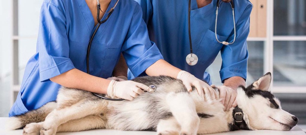 Veterinarian